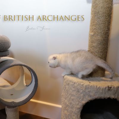 Timéo Of British Archanges