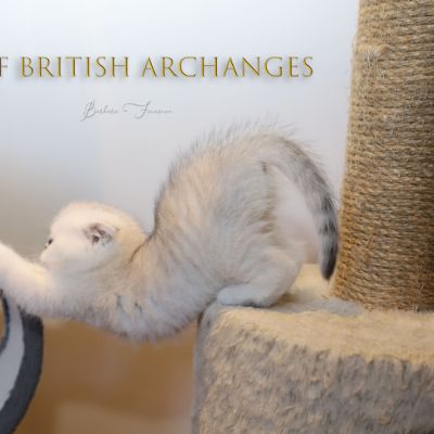 Timéo Of British Archanges