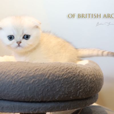 Timéo Of British Archanges