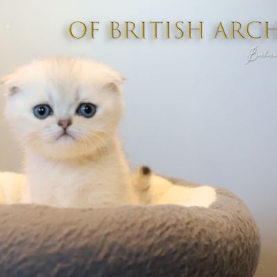 Timéo Of British Archanges