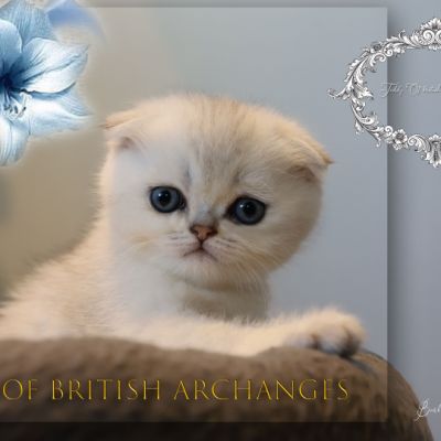 Timéo Of British Archanges