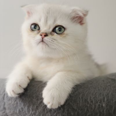 Timéo Of British Archanges