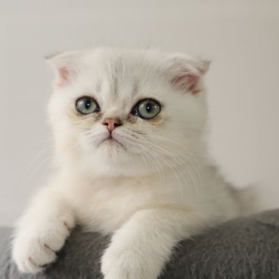 Timéo Of British Archanges