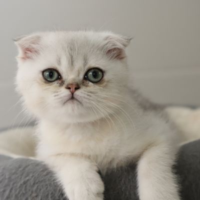 Timéo Of British Archanges