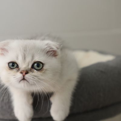 Timéo Of British Archanges