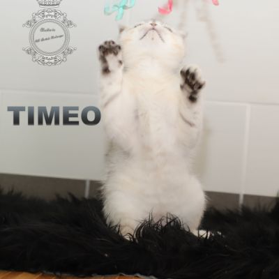 Timéo Of British Archanges