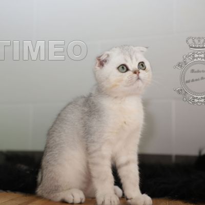 Timéo Of British Archanges