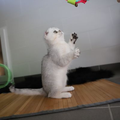 Timéo Of British Archanges