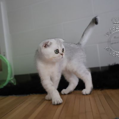 Timéo Of British Archanges