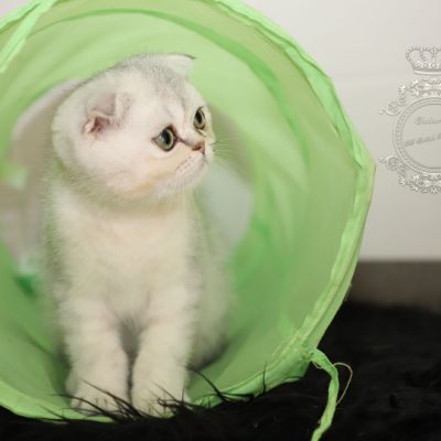 Timéo Of British Archanges