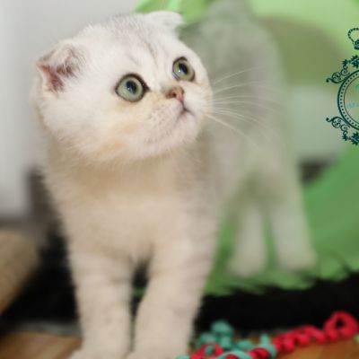 Timéo Of British Archanges