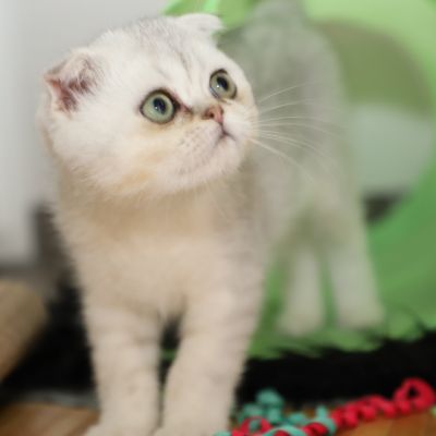 Timéo Of British Archanges