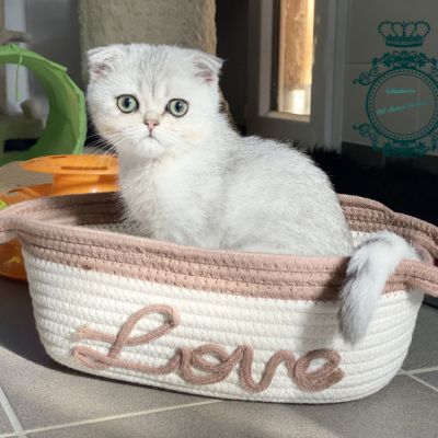 Timéo Of British Archanges