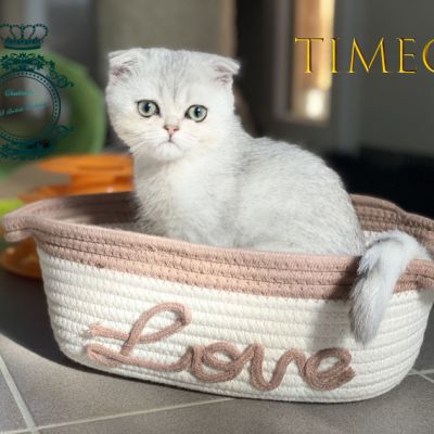 Timéo Of British Archanges