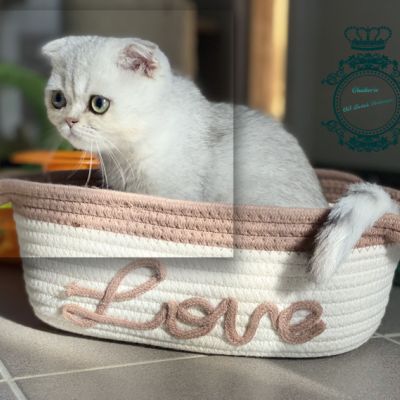 Timéo Of British Archanges