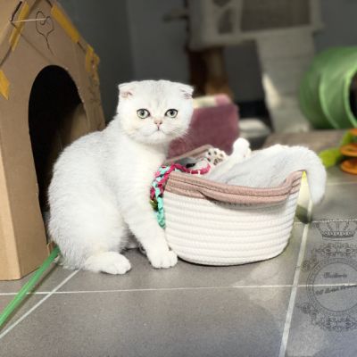 Timéo Of British Archanges