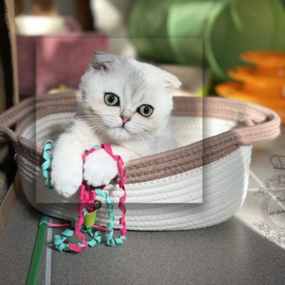 Timéo Of British Archanges