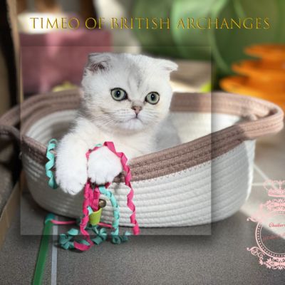 Timéo Of British Archanges