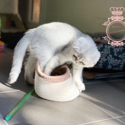 Timéo Of British Archanges