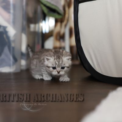 les délicieux Of British Archanges