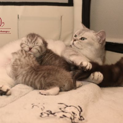 les délicieux Of British Archanges