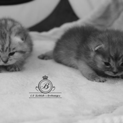 les délicieux Of British Archanges