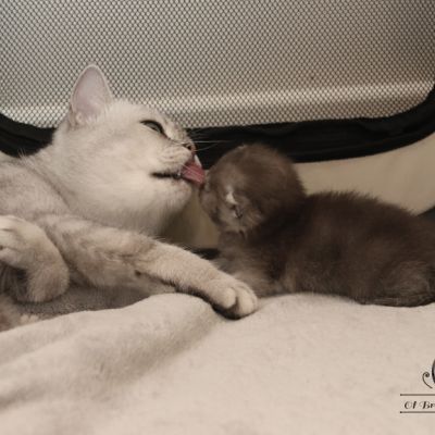 les délicieux Of British Archanges