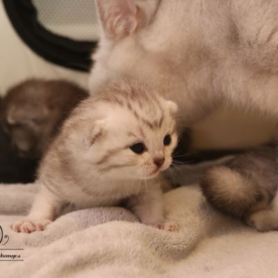 les délicieux Of British Archanges