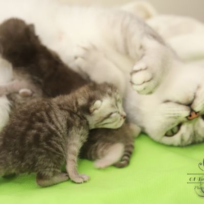 les délicieux Of British Archanges