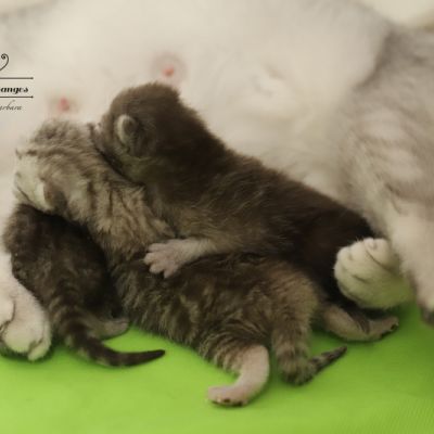 les délicieux Of British Archanges