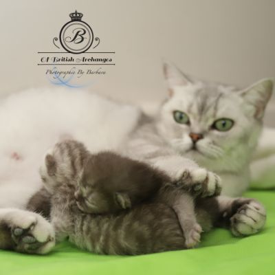 les délicieux Of British Archanges