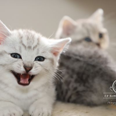 les délicieux Of British Archanges