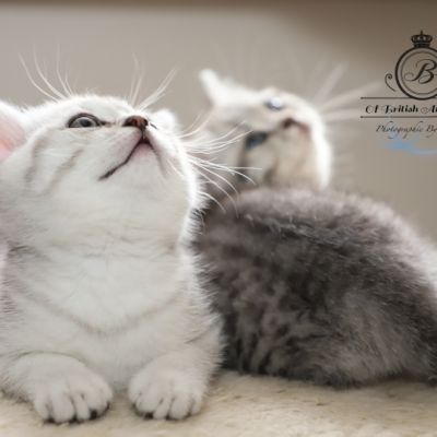 les délicieux Of British Archanges