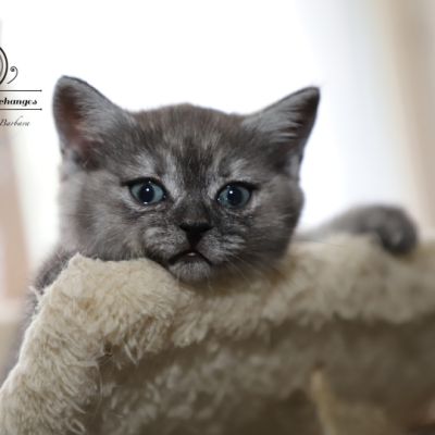 les délicieux Of British Archanges