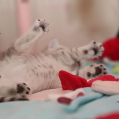 Sherlock Of British Archanges