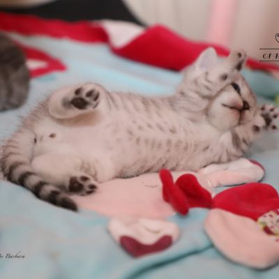 Sherlock Of British Archanges