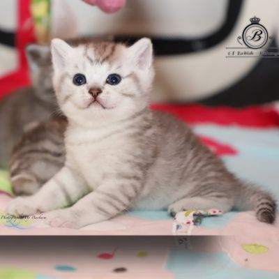 Sherlock Of British Archanges