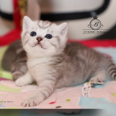 Sherlock Of British Archanges