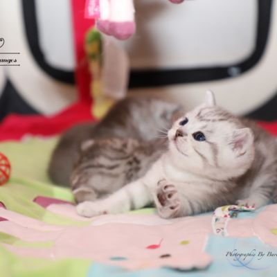 Sherlock Of British Archanges