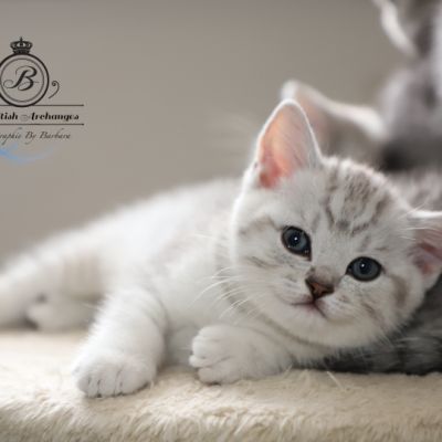 Sherlock Of British Archanges