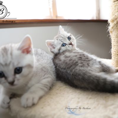 Sherlock Of British Archanges