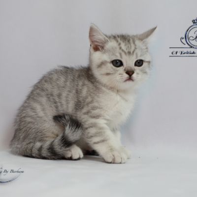 Sherlock Of British Archanges