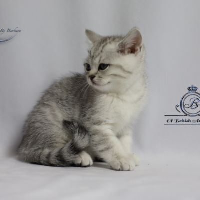 Sherlock Of British Archanges