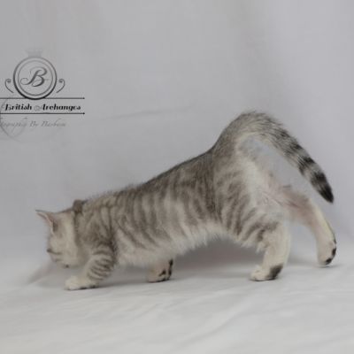 Sherlock Of British Archanges