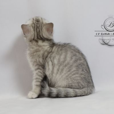 Sherlock Of British Archanges