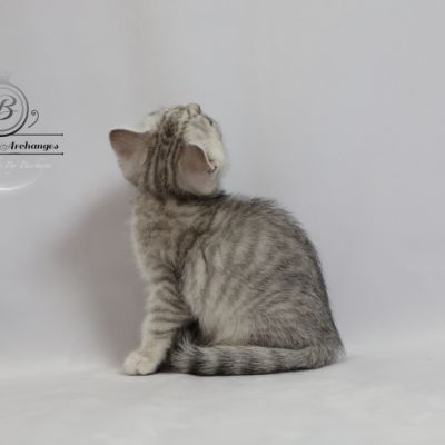 Sherlock Of British Archanges