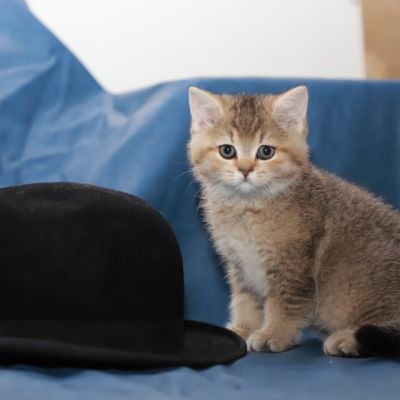 Sibelle Of British Archanges