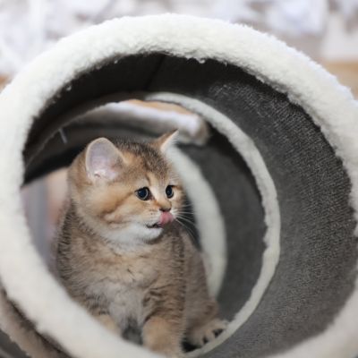 Sibelle Of British Archanges