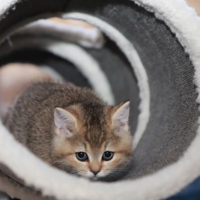 Sibelle Of British Archanges