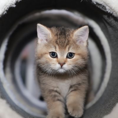 Sibelle Of British Archanges